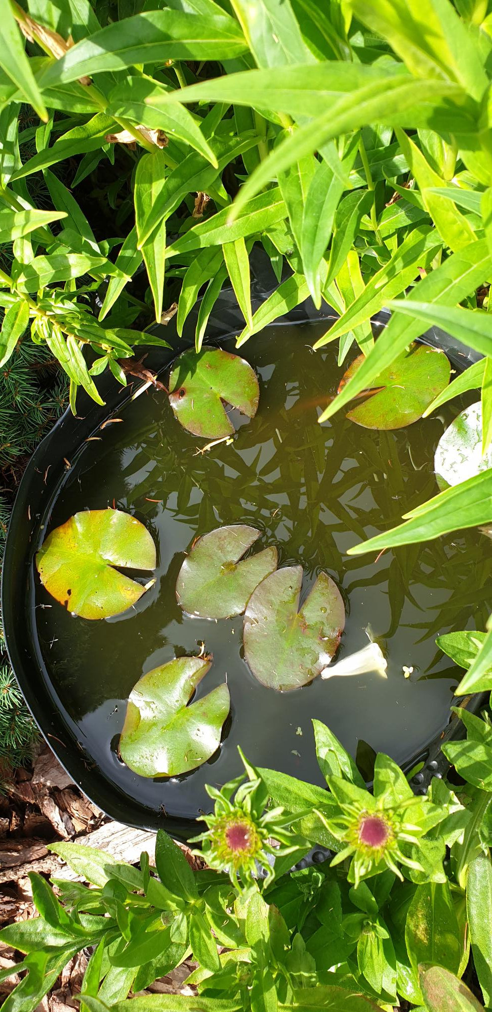 Photo by <a href="/photographer/stevekrh19-42881">stevekrh19</a> on <a href="/">Freeimages.com</a>