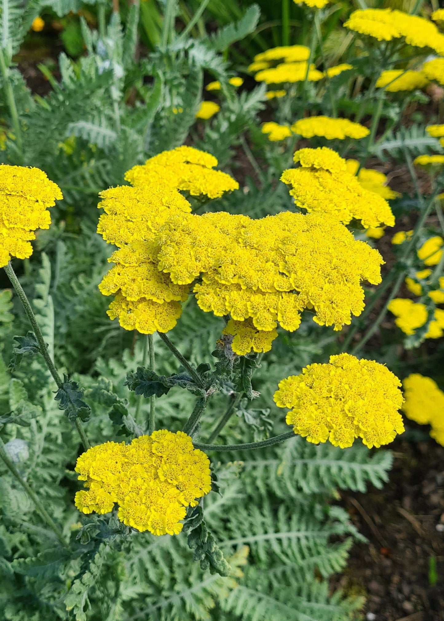 Achillea millefolium 'Moonshine'