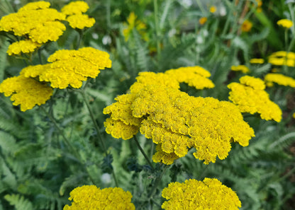 Achillea millefolium 'Moonshine'
