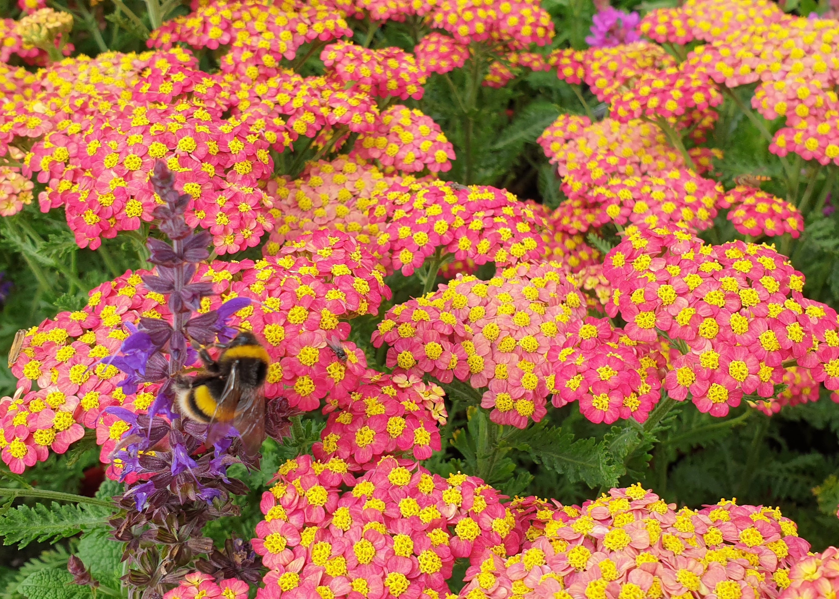 Achillea millefolium 'Paprika' – Smarty Plants Nursery