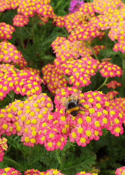 Achillea millefolium 'Paprika'