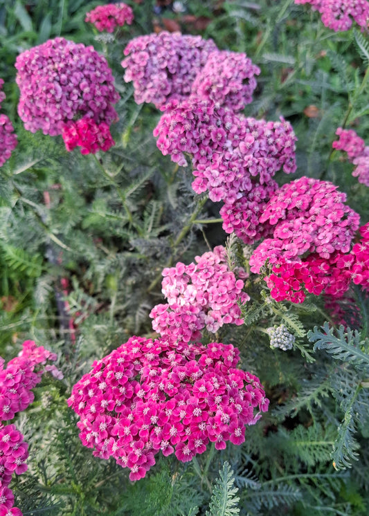 Achillea millefolium 'Saucy Seduction'