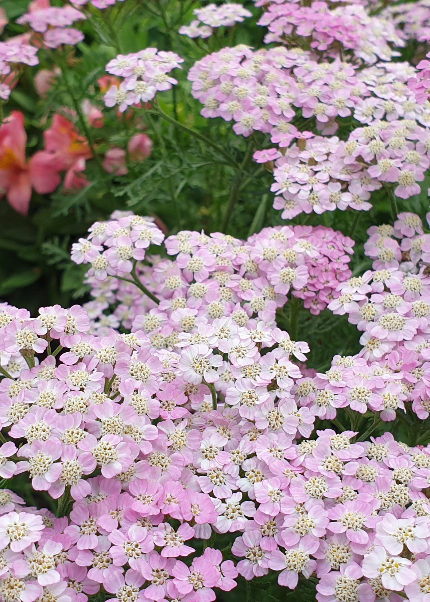 Achillea millefolium 'Summer Pastels'