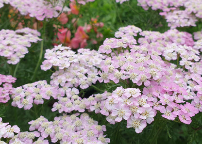 Achillea millefolium 'Summer Pastels'