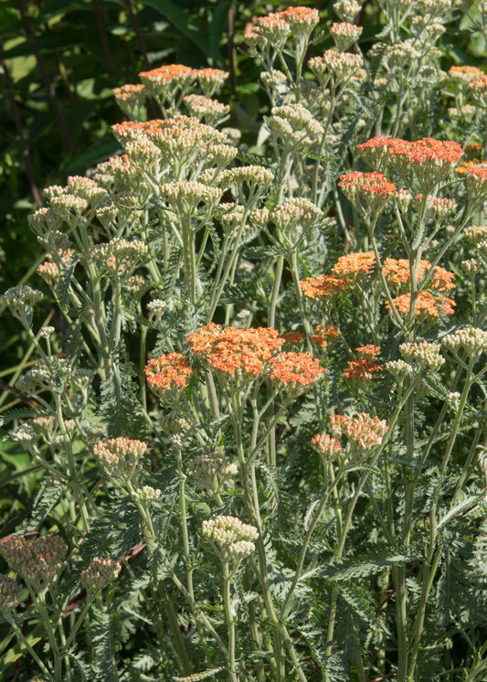 Achillea millefolium 'Terracotta'