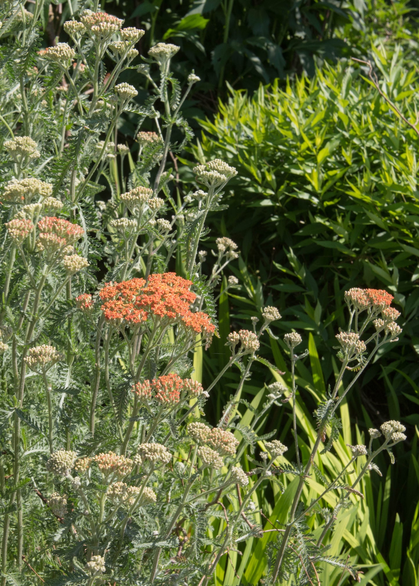 Achillea millefolium 'Terracotta'