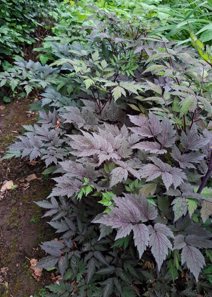Actaea simplex 'Pink Spike'