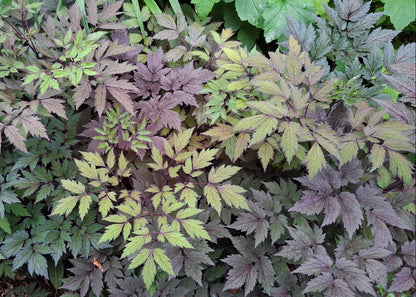 Actaea simplex 'Pink Spike'