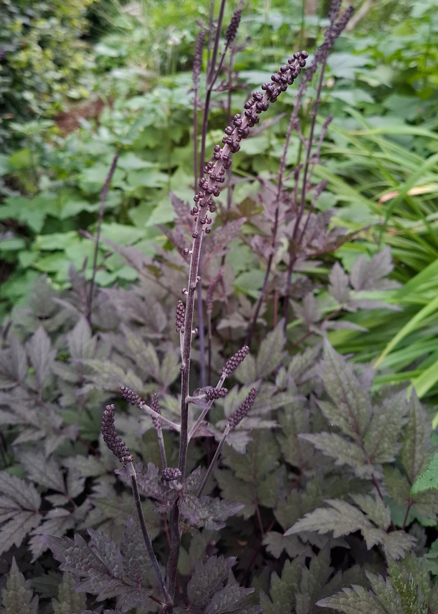 Actaea simplex 'Pink Spike'