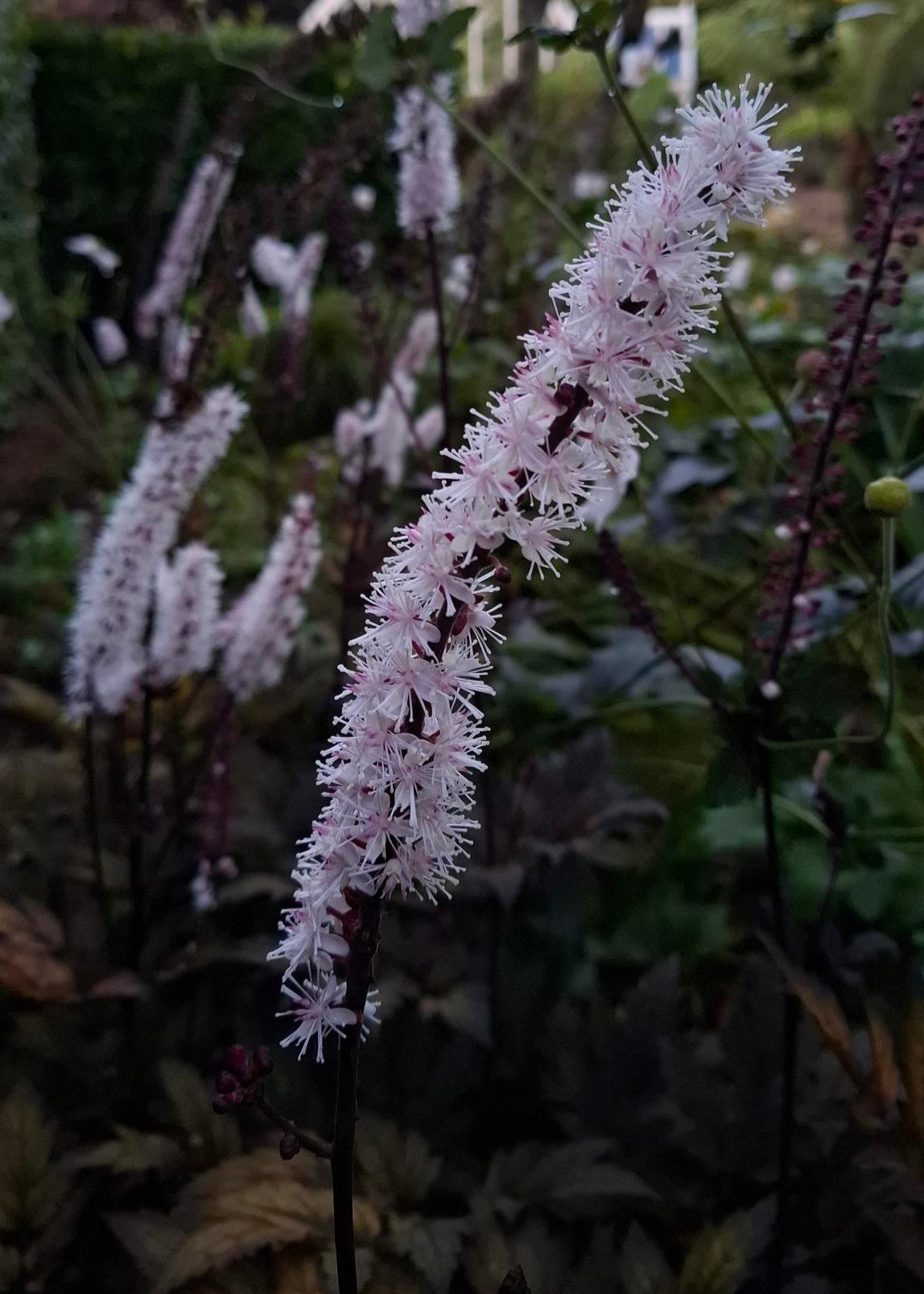 Actaea simplex 'Pink Spike'