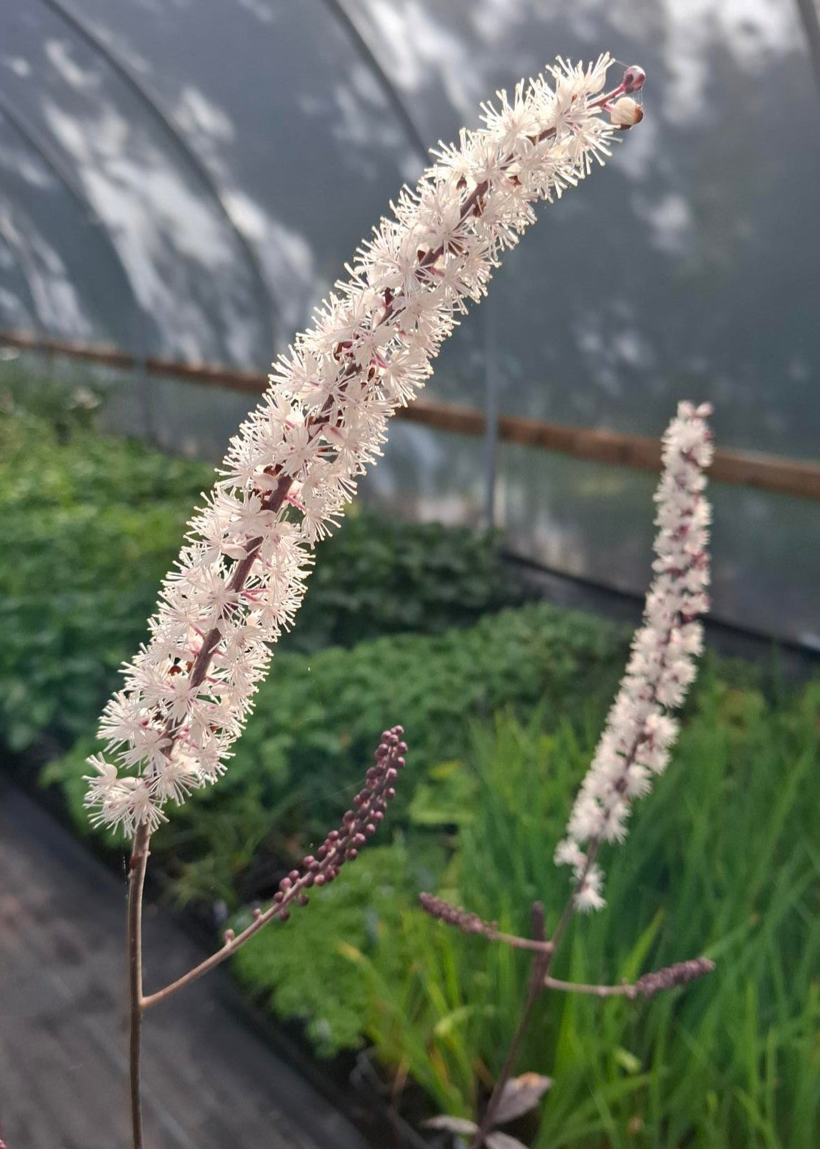 Actaea simplex 'Pink Spike'