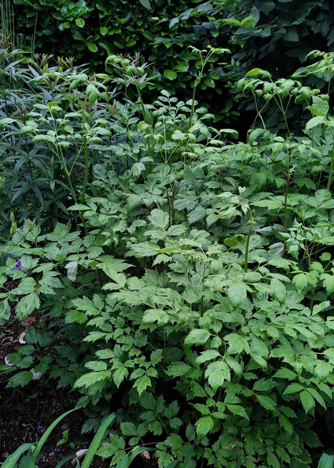 Actaea simplex 'White Pearl'