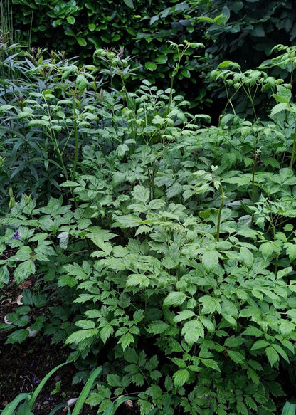 Actaea simplex 'White Pearl'