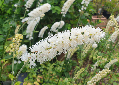 Actaea simplex 'White Pearl'