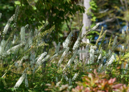 Actaea simplex 'White Pearl'