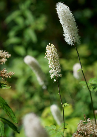 Actaea simplex 'White Pearl'