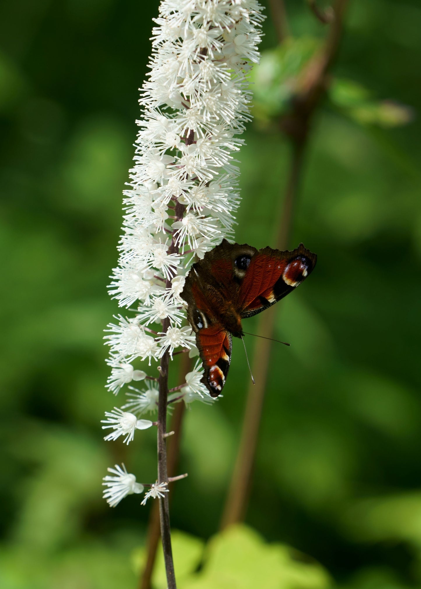 Actaea simplex 'White Pearl'