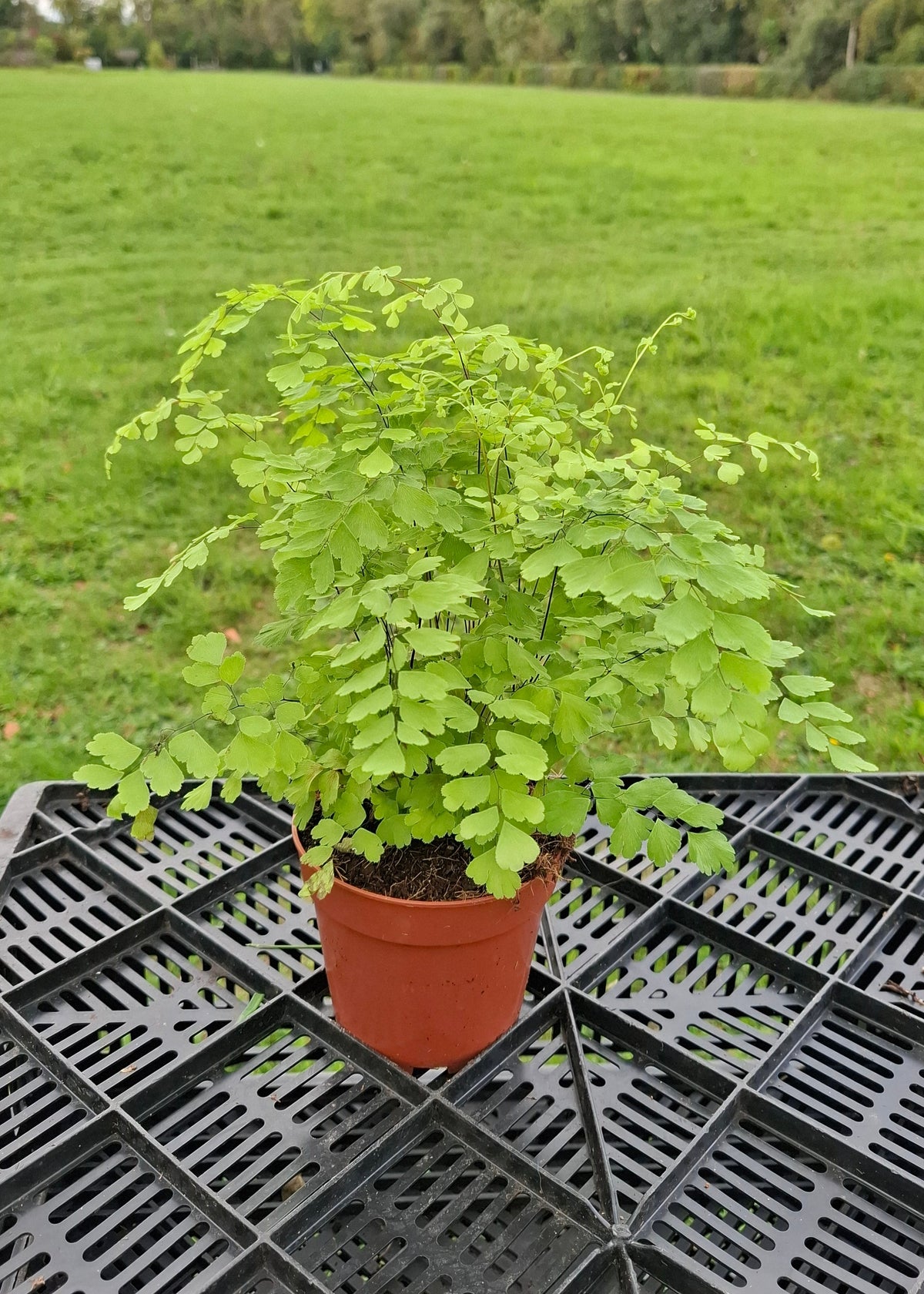 Adiantum raddianum 'Fragrans' / Maidenhair Fern