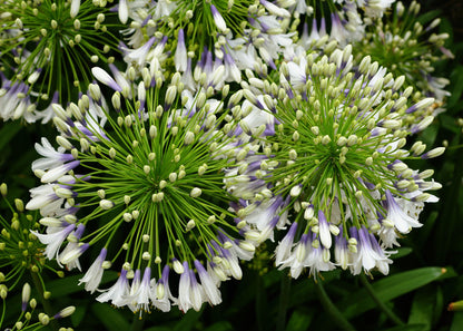 Agapanthus 'Fireworks'