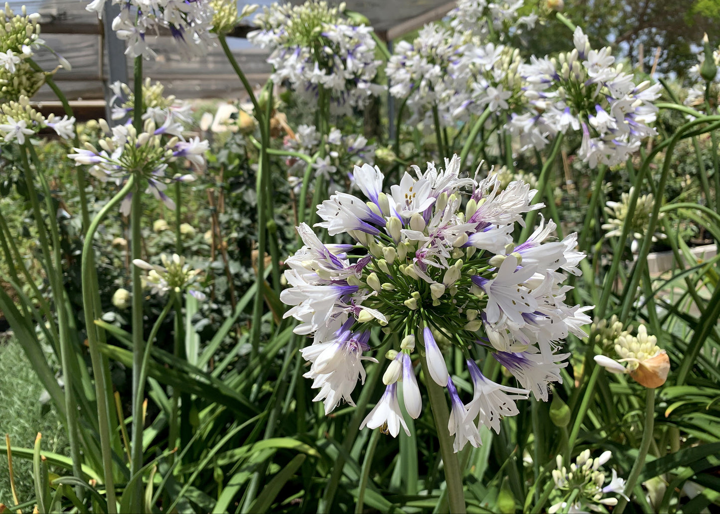 Agapanthus 'Fireworks'