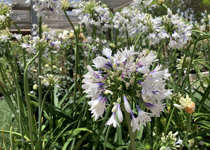 Agapanthus 'Fireworks'