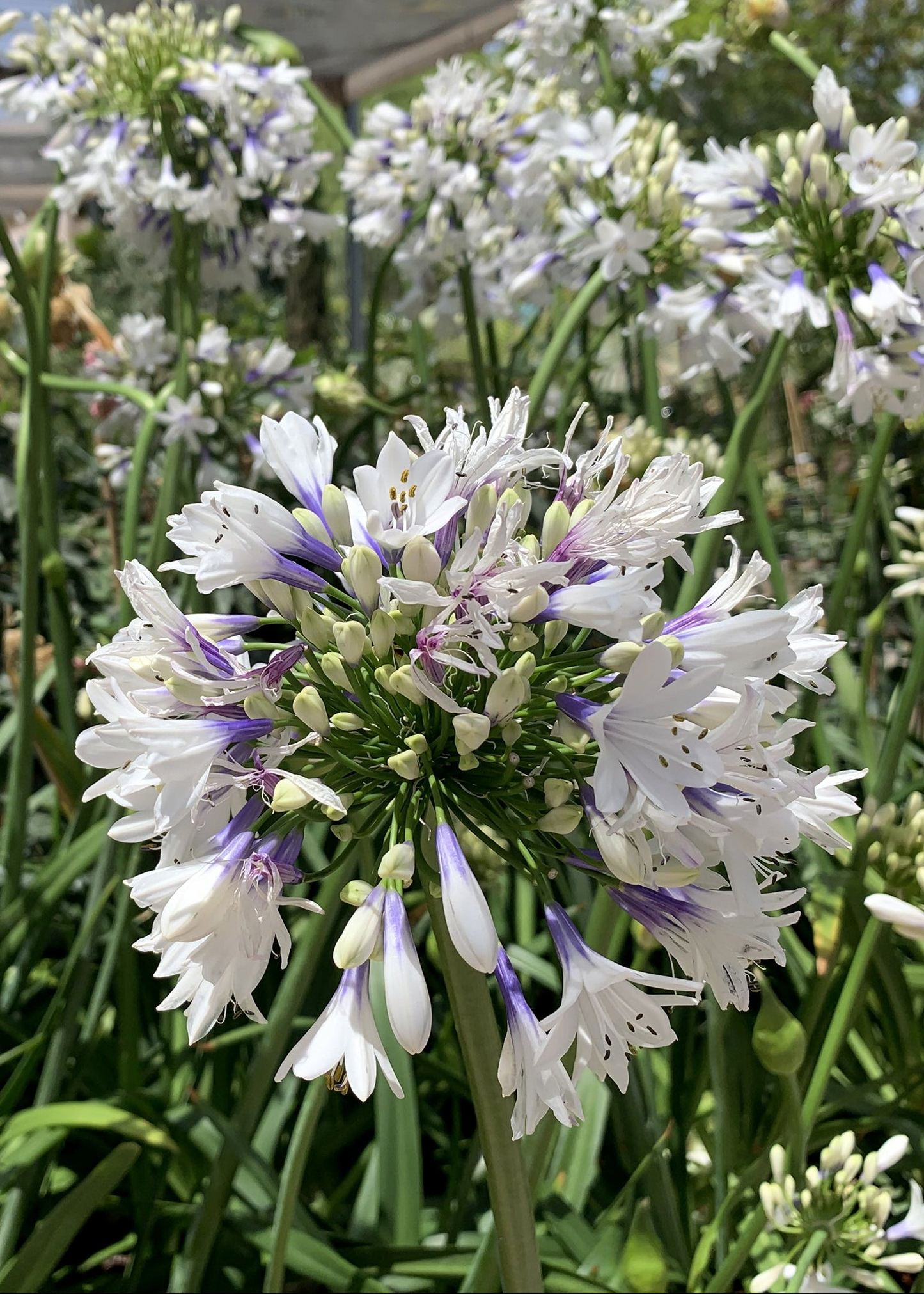 Agapanthus 'Fireworks'