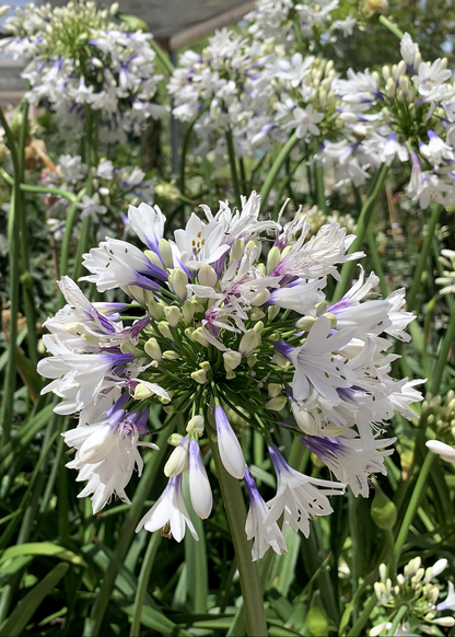 Agapanthus 'Fireworks'