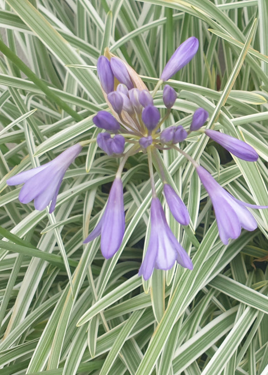 Agapanthus 'Silver Moon'
