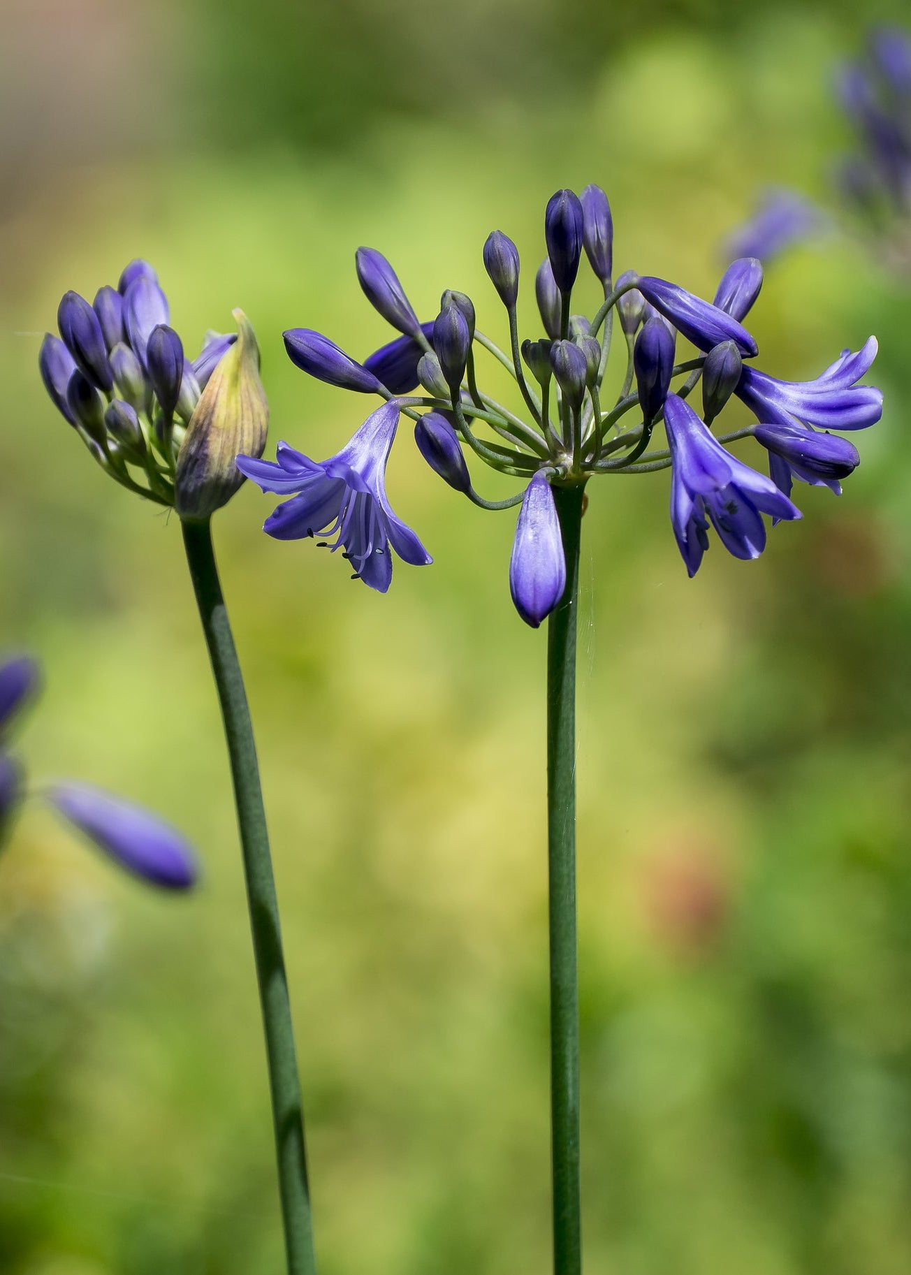 Agapanthus 'Su Casa'