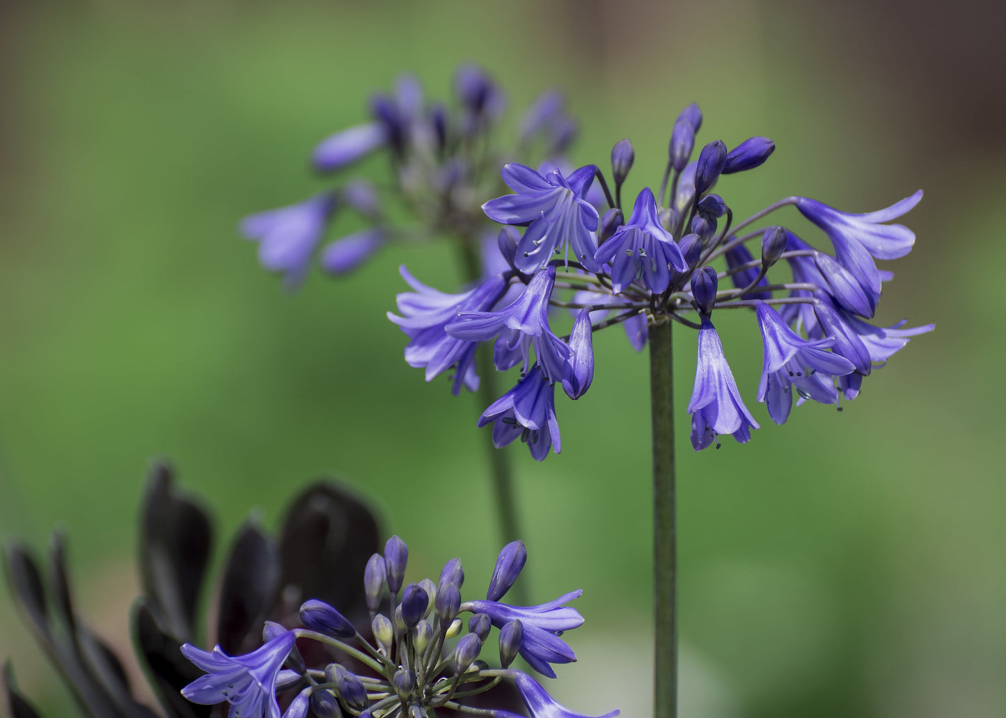 Agapanthus 'Su Casa'