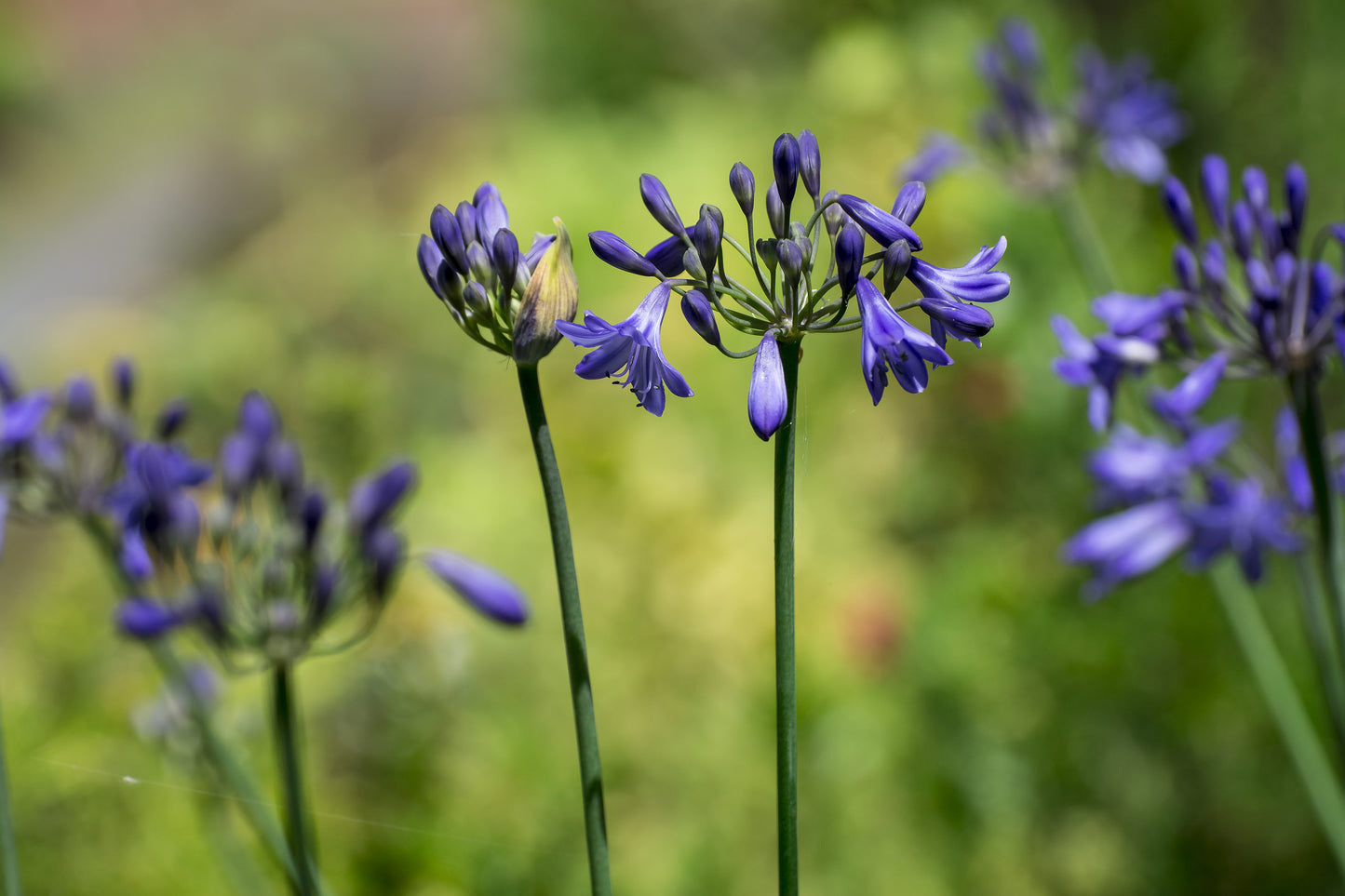 Agapanthus 'Su Casa'