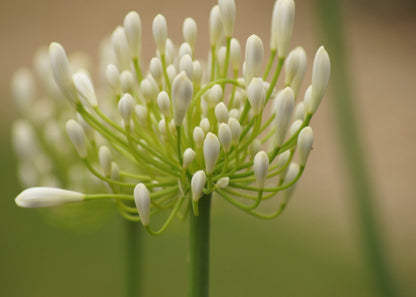 Agapanthus 'White Heaven'