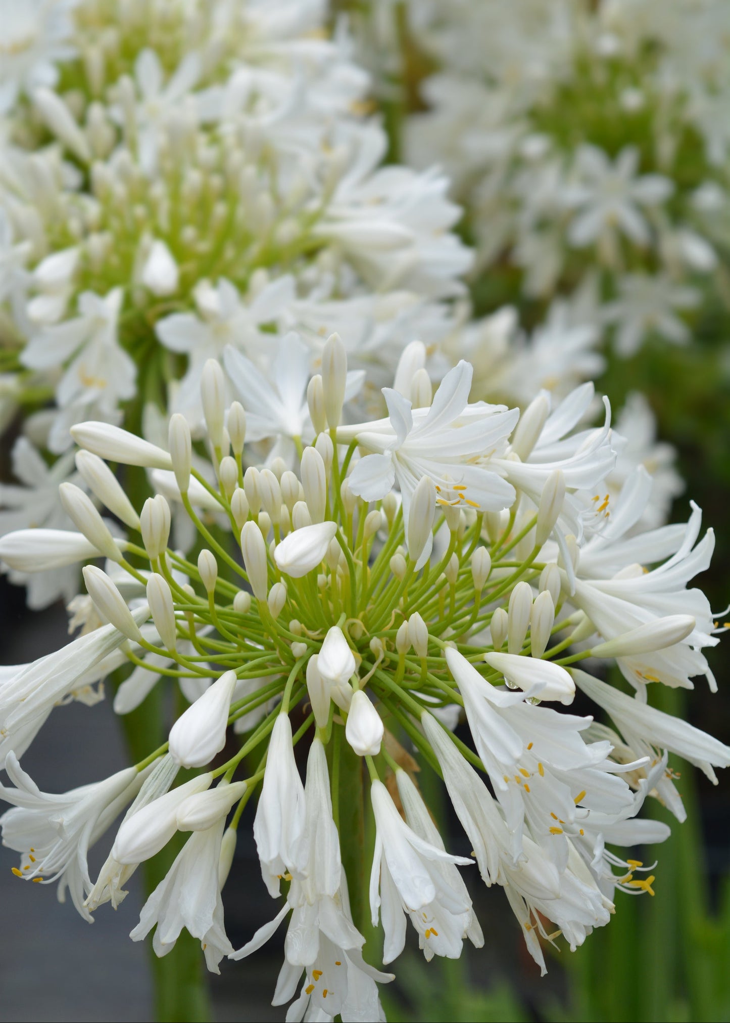 Agapanthus 'White Heaven'