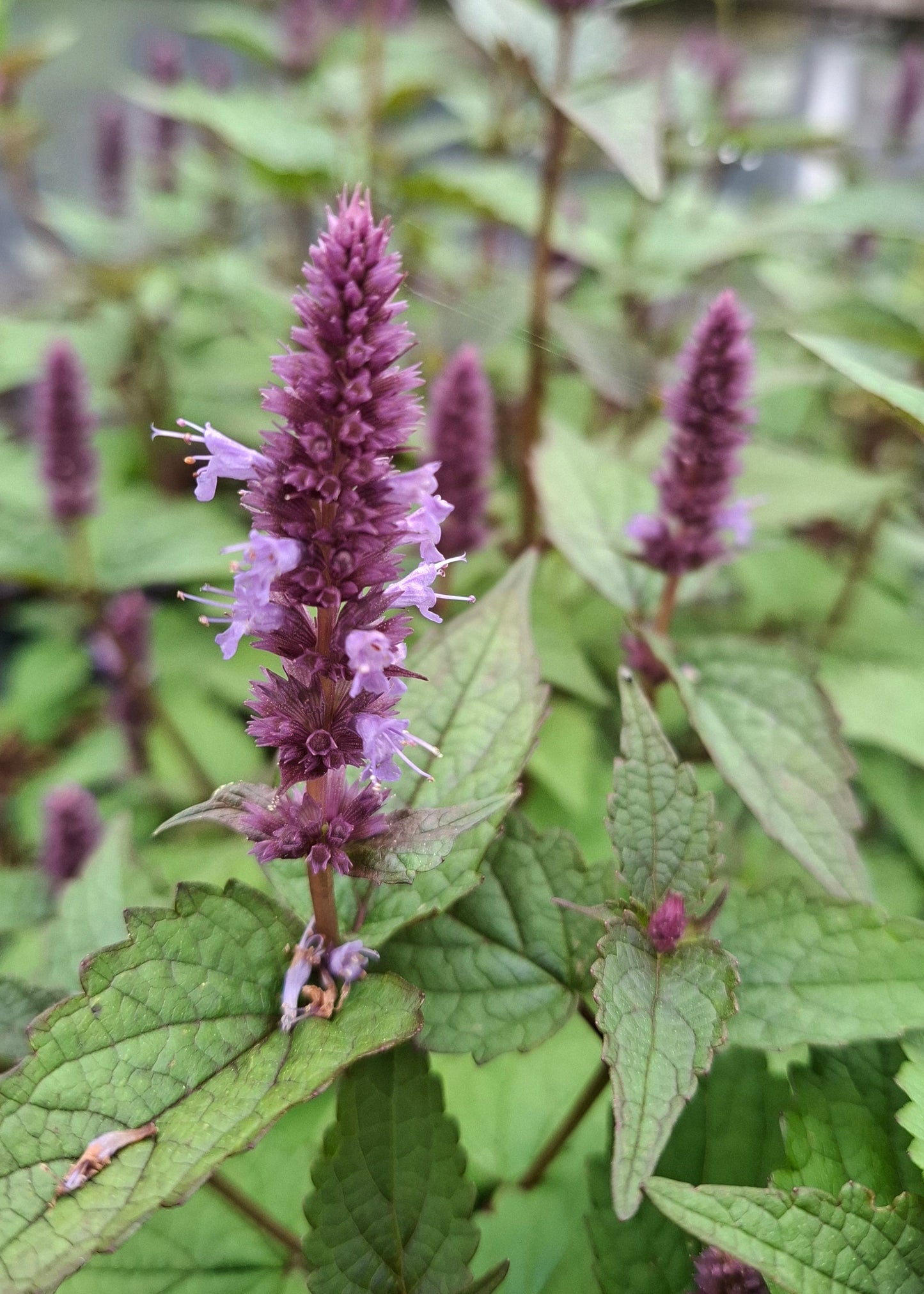 Agastache 'After Eight'