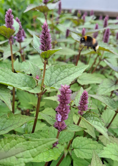 Agastache 'After Eight'