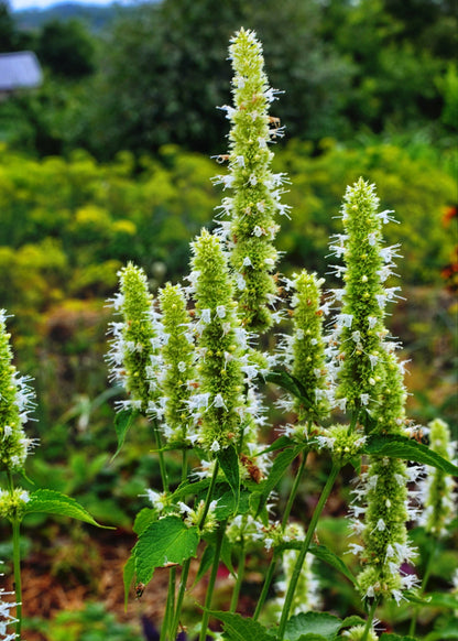 Agastache rugosa 'Alabaster'