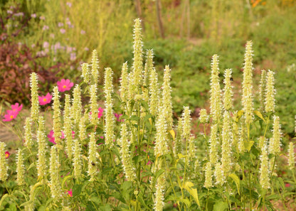 Agastache rugosa 'Alabaster'