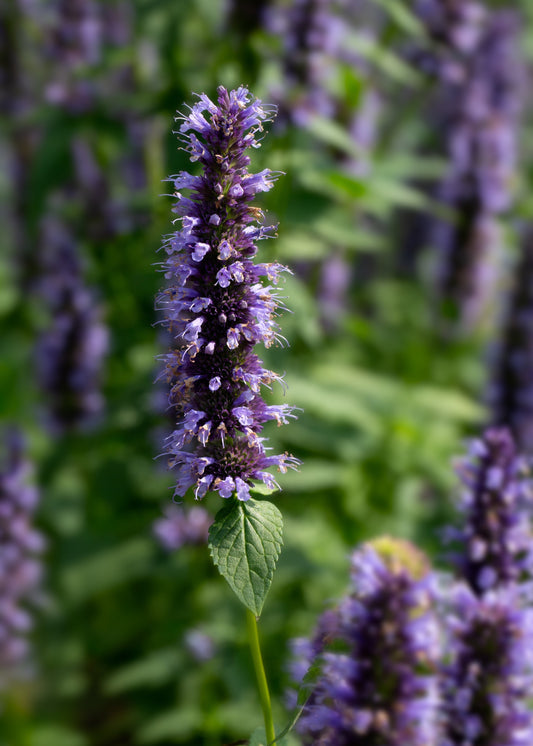 Agastache 'Black Adder'