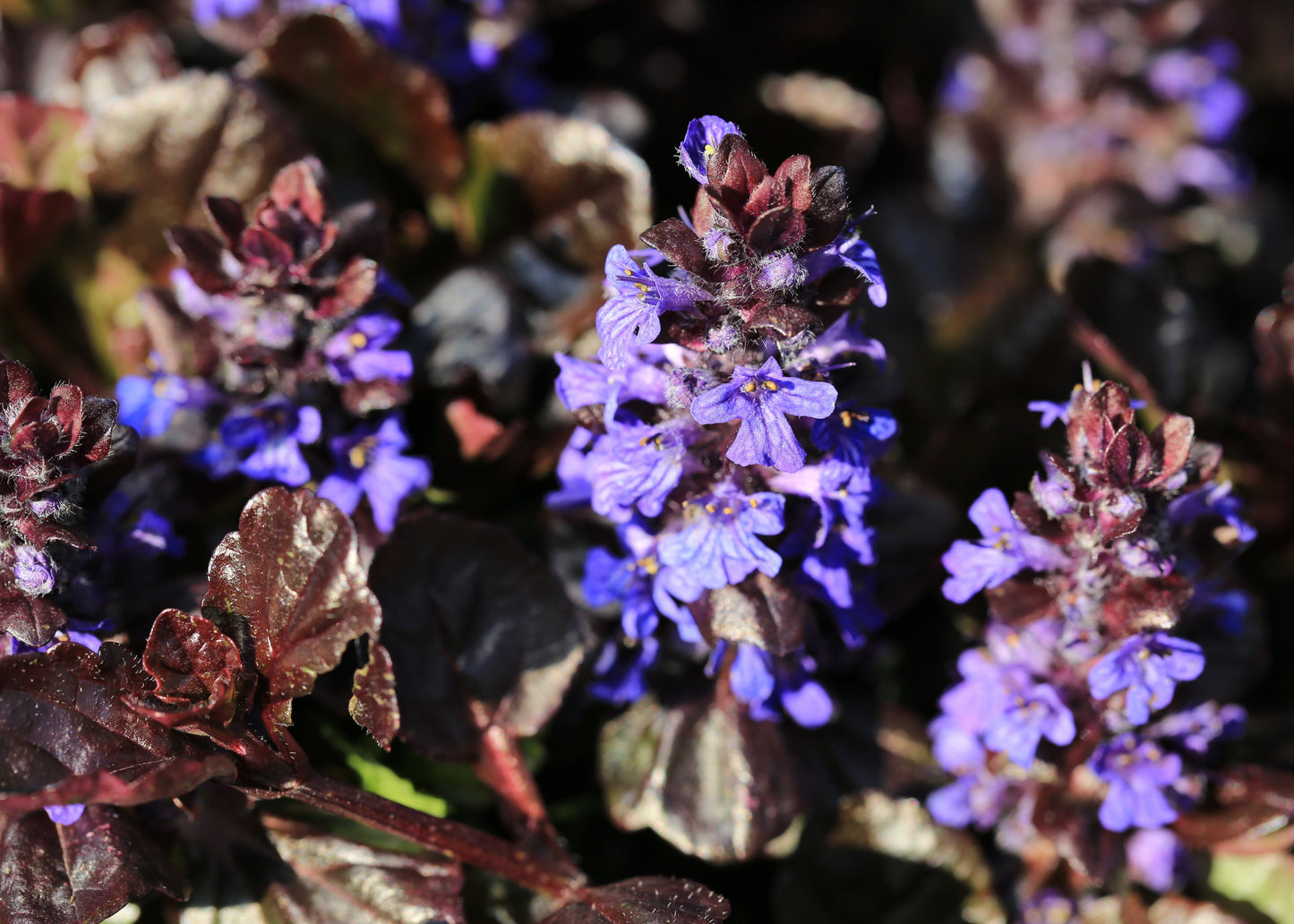 Ajuga reptans 'Black Scallop'