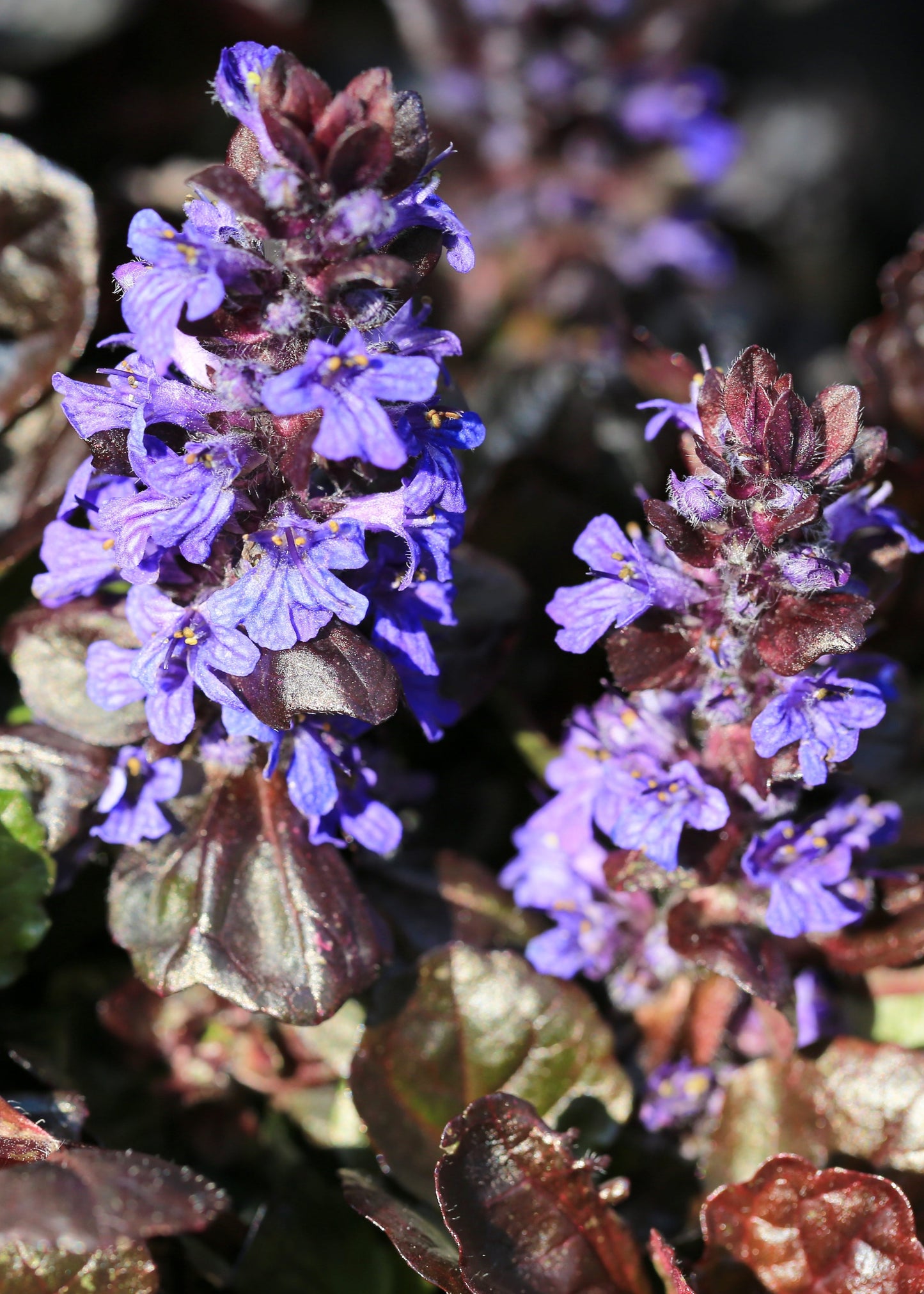 Ajuga reptans 'Black Scallop'
