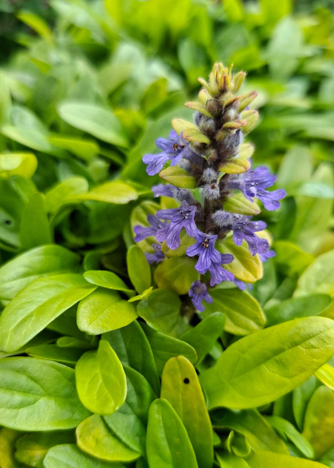 Ajuga 'Feathered Friends Cordial Canary'