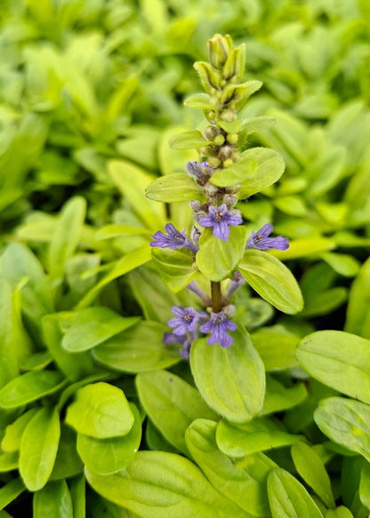 Ajuga 'Feathered Friends Cordial Canary'