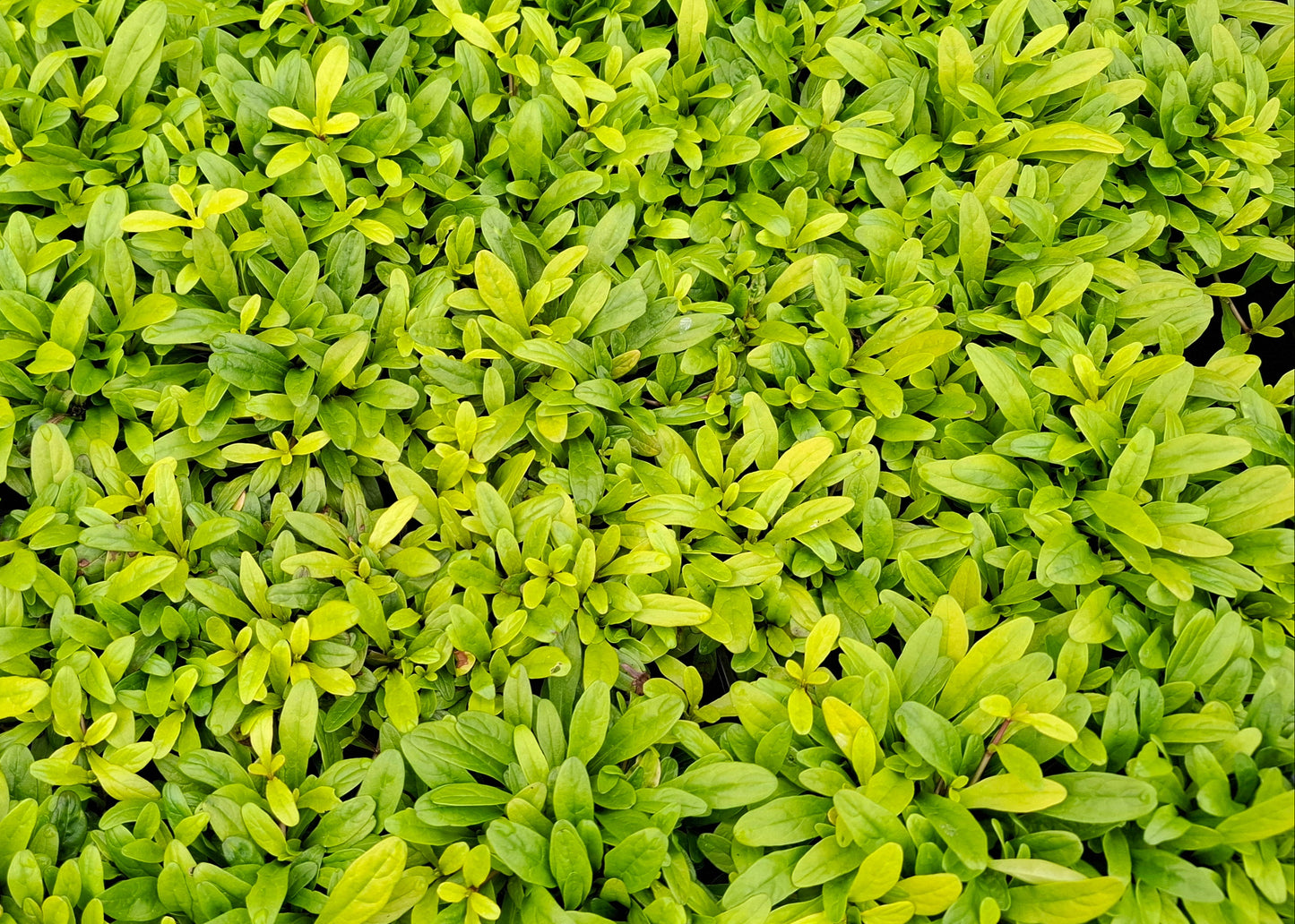 Ajuga 'Feathered Friends Cordial Canary'