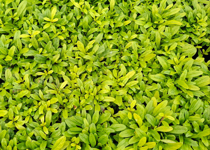 Ajuga 'Feathered Friends Cordial Canary'
