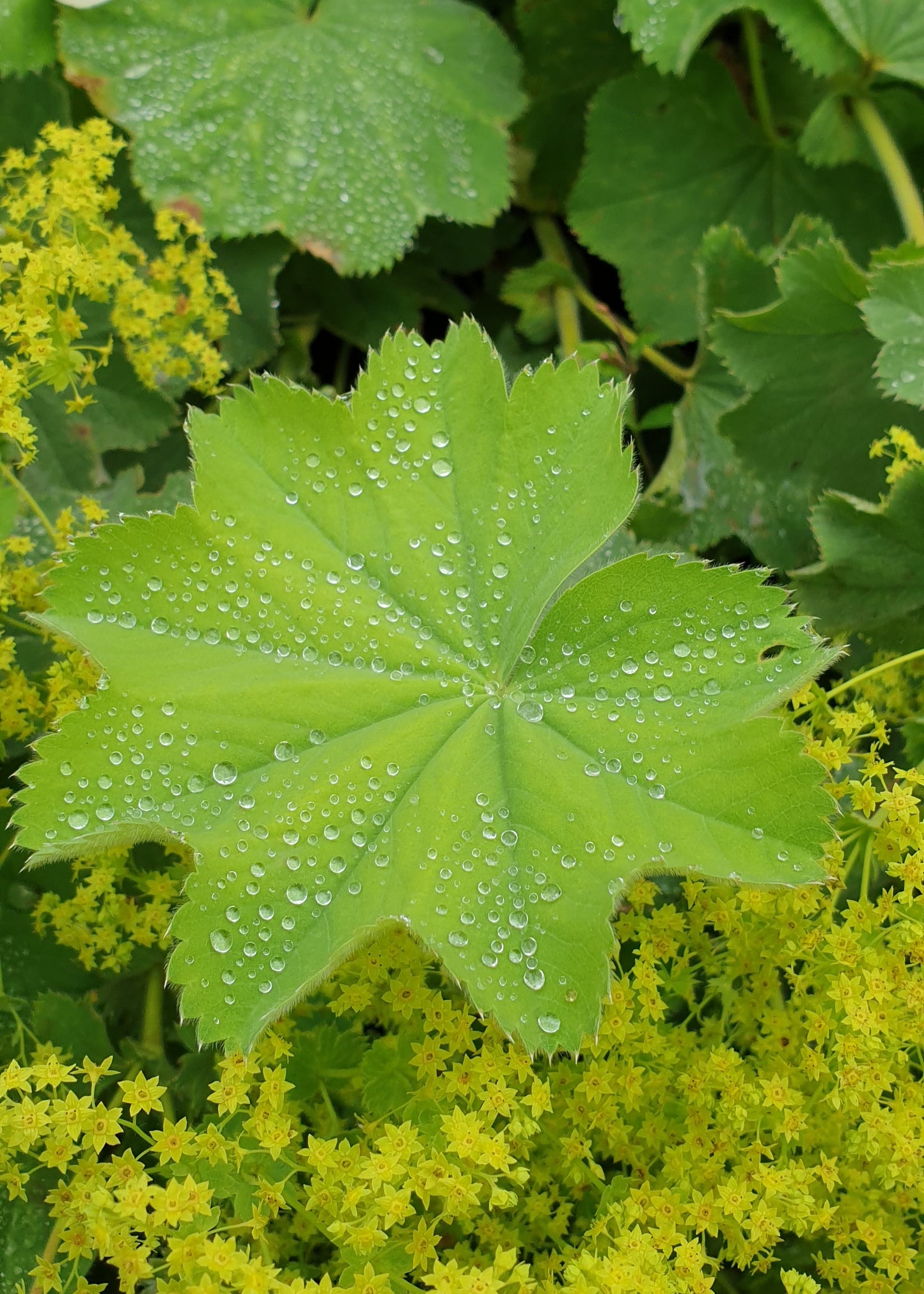 Alchemilla mollis