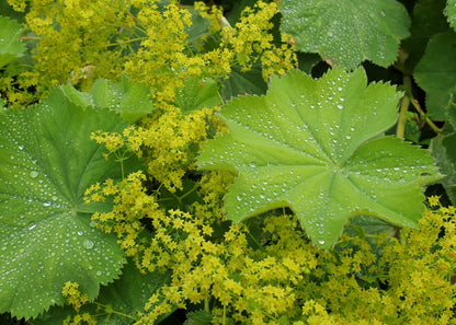 Alchemilla mollis