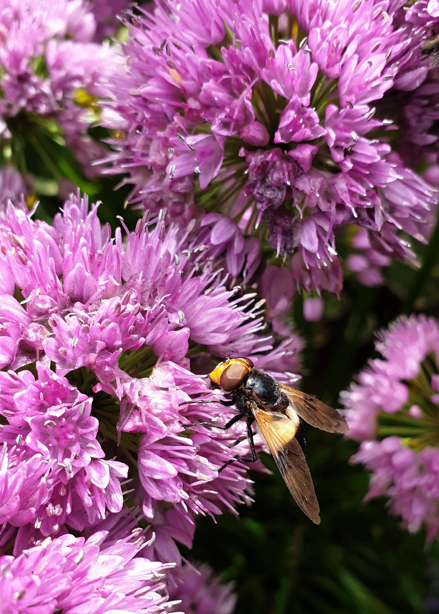 Allium 'Millennium'