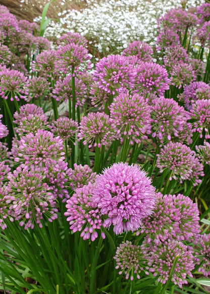 Allium 'Millennium'