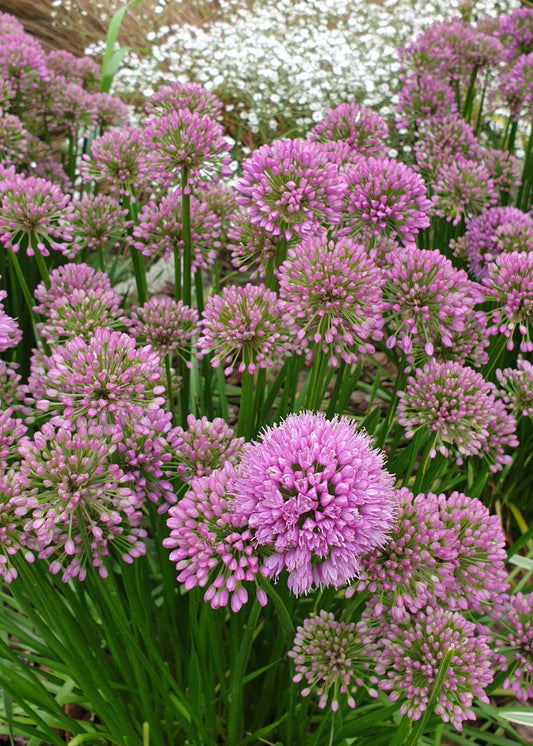 Allium 'Millennium'