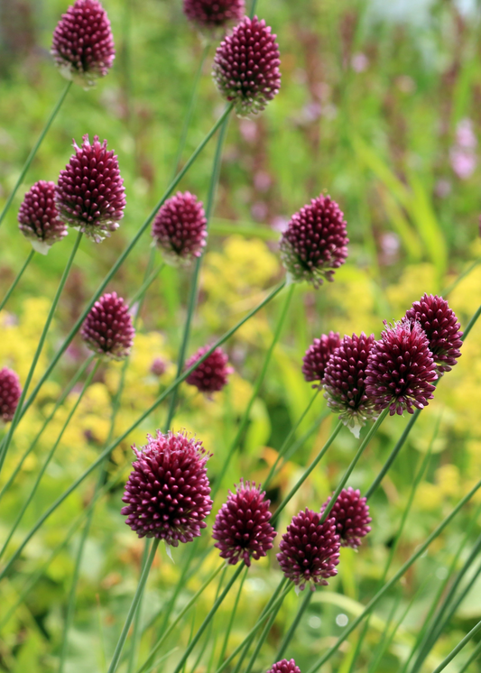 Allium sphaerocephalon